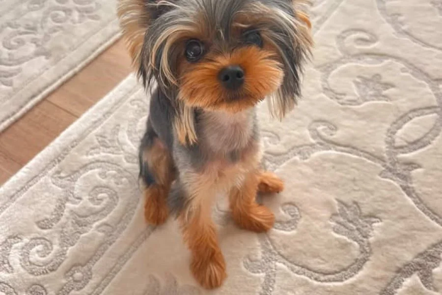 Uzun bıyıklı, siyah ve altın sarısı tüylü bir Yorkshire Terrier halının üzerinde oturuyor.