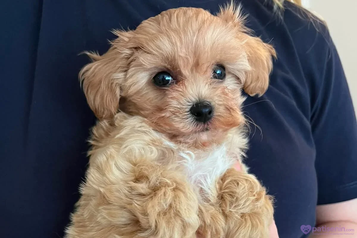 Kucakta duran tüylü krem rengi Maltipoo köpeği sevimli bakışlarıyla dikkat çekiyor.