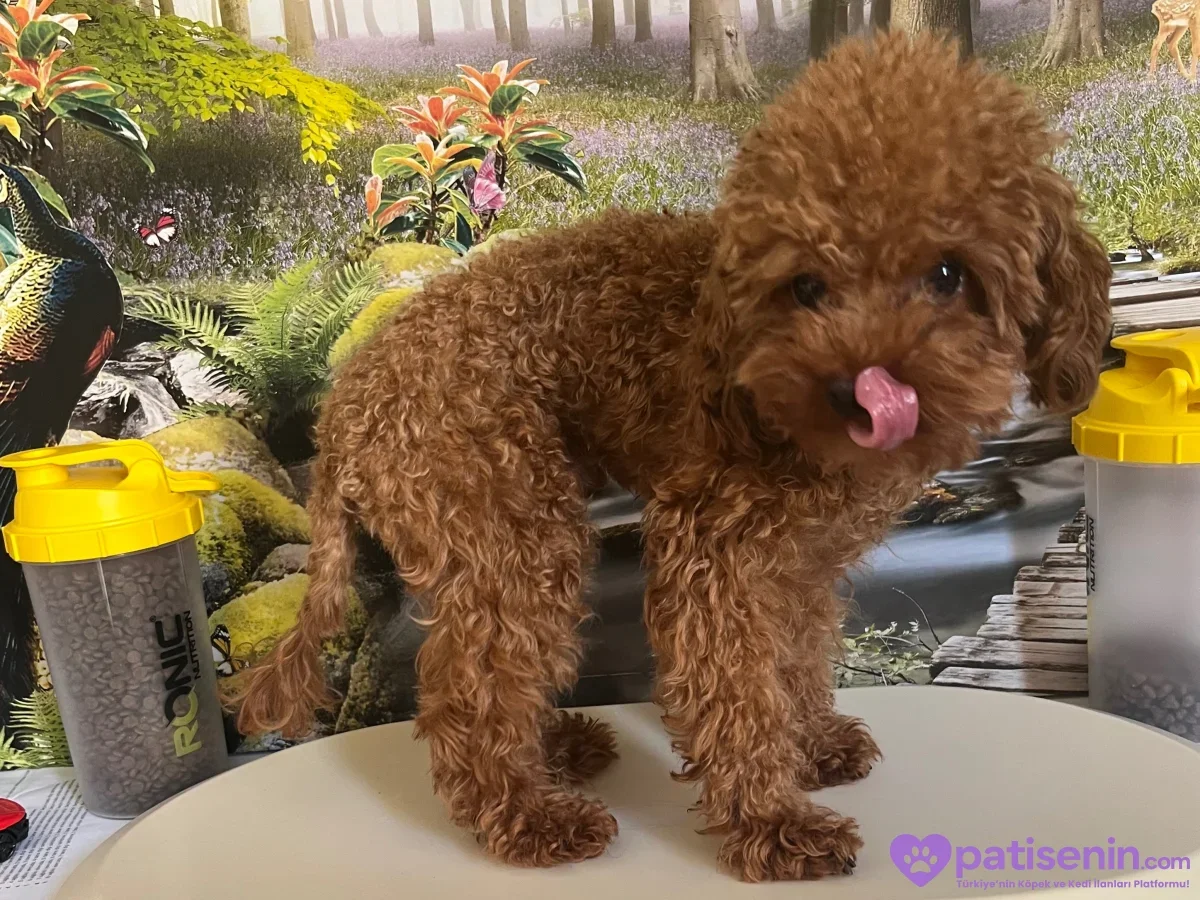 Kıvırcık tüy yapısıyla dikkat çeken sevimli kahverengi Toy Poodle dilini çıkararak poz veriyor.