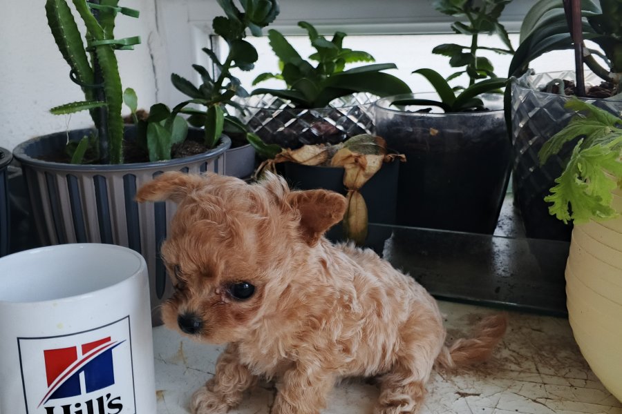 Micro Tea Cup Poodle 2