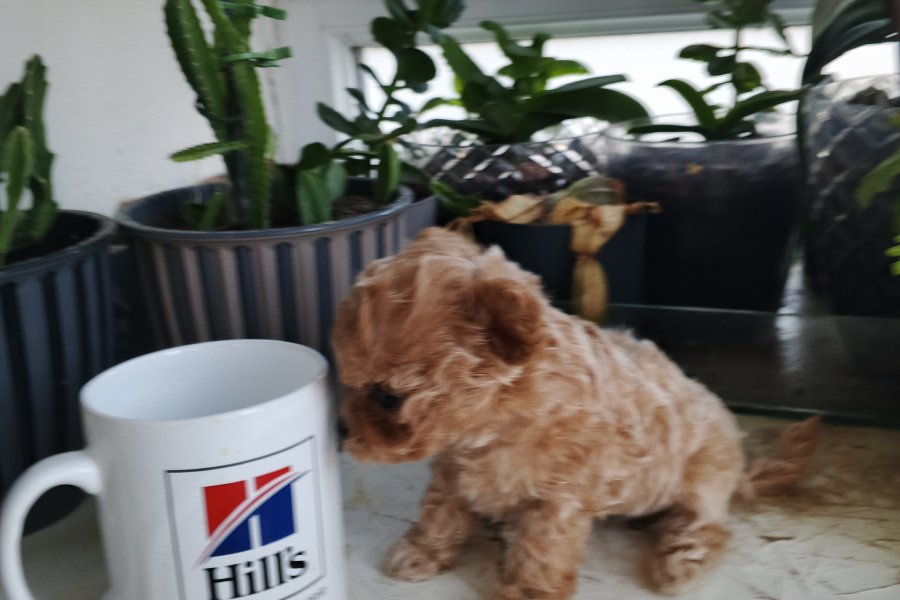 Micro Tea Cup Poodle 3