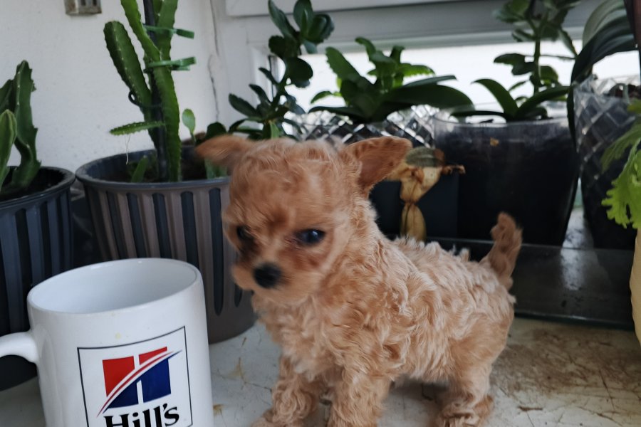 Micro Tea Cup Poodle 1