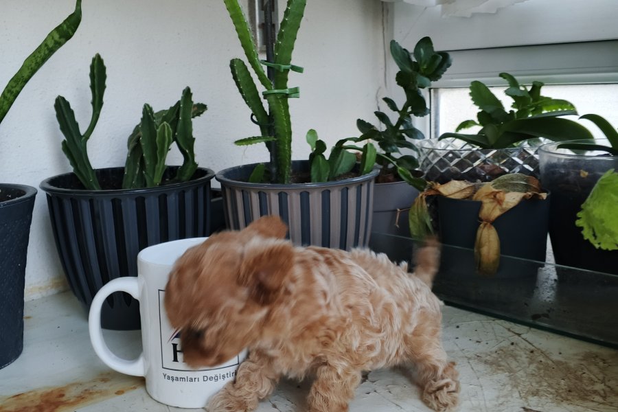 Micro Tea Cup Poodle 4