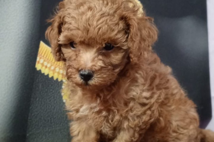 Çok Tatlı, Toy Poodle Yavrusu 1