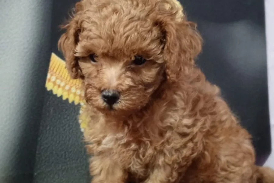 Çok Tatlı, Toy Poodle Yavrusu 1