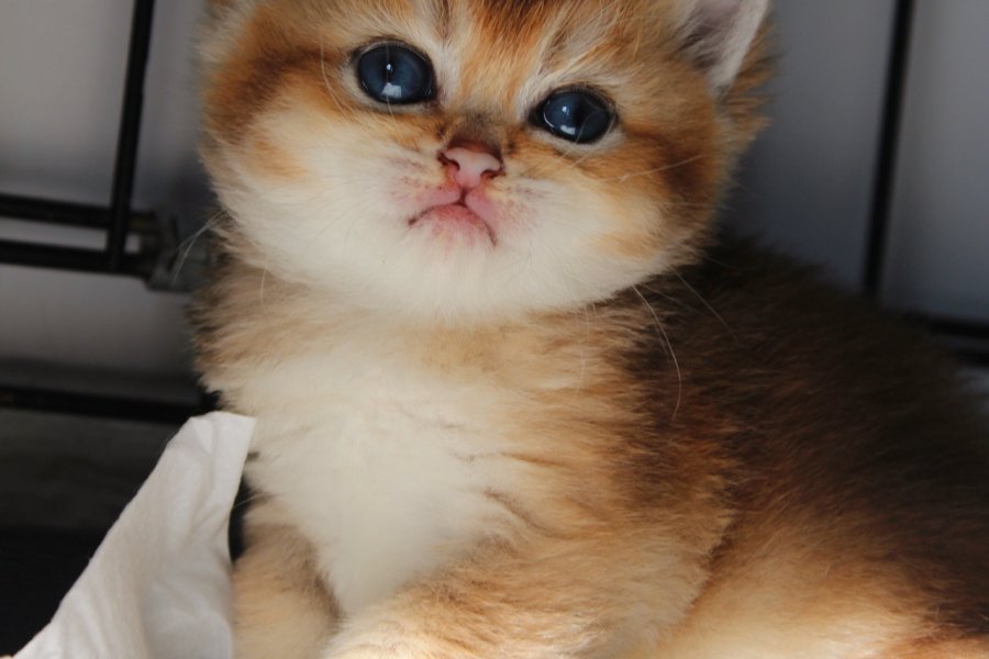 Muhtesem Safkan Golden Shorthair Bebeklerim 3