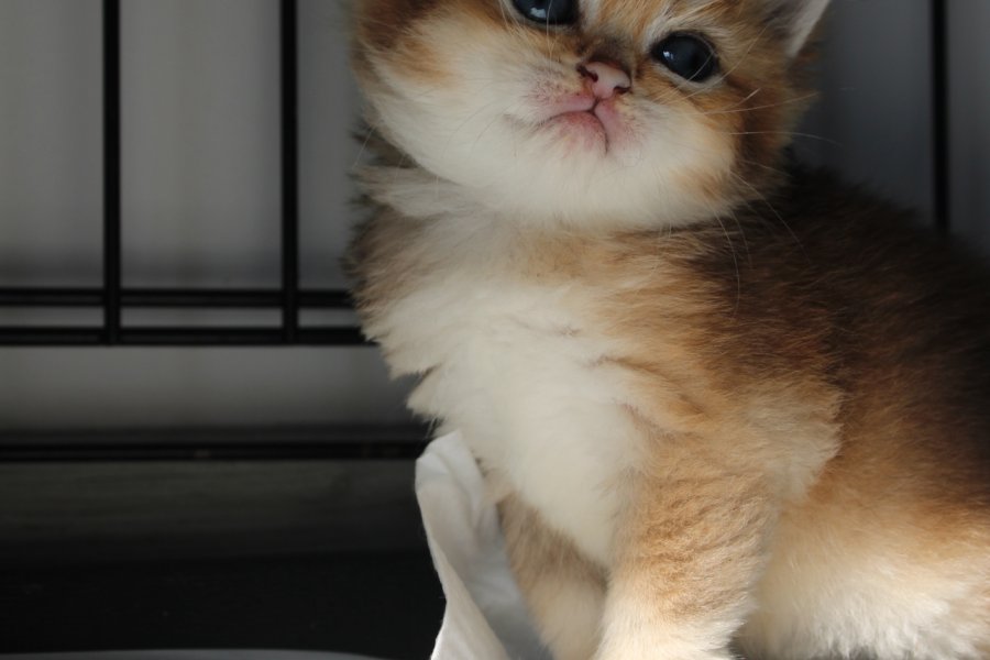Muhtesem Safkan Golden Shorthair Bebeklerim 5