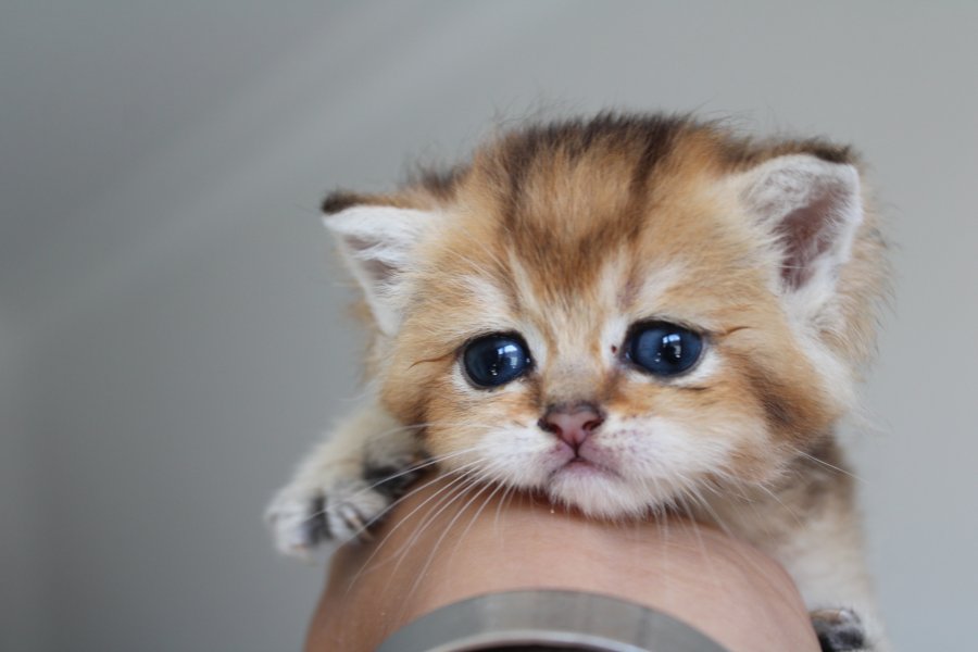 Muhtesem Safkan Golden Shorthair Bebeklerim 4