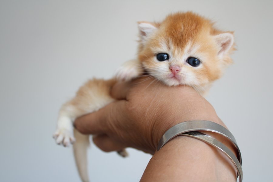 Muhtesem Safkan Golden Shorthair Bebeklerim 1
