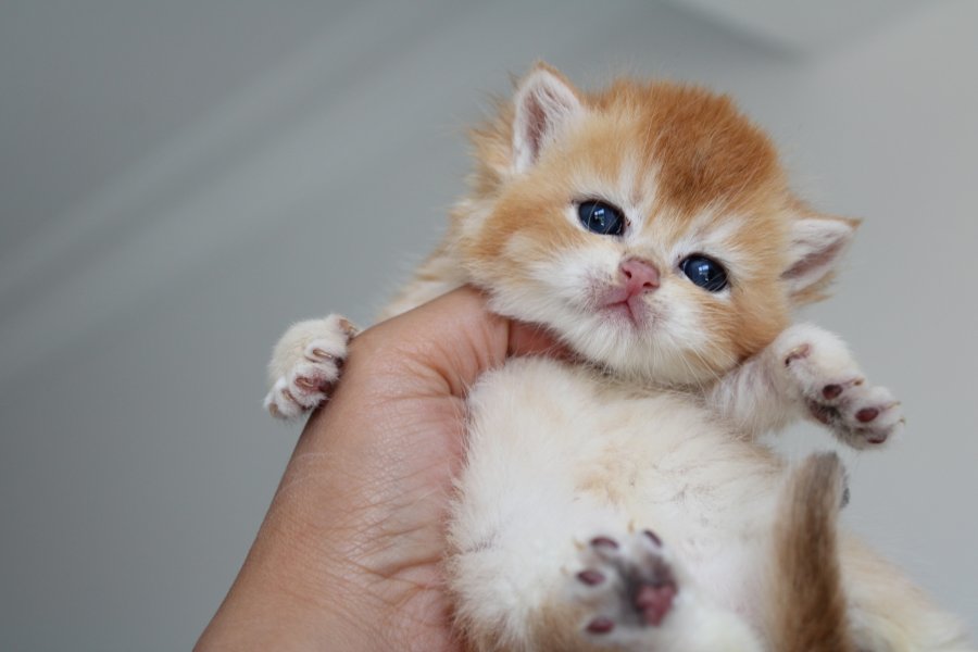 Muhtesem Safkan Golden Shorthair Bebeklerim 2