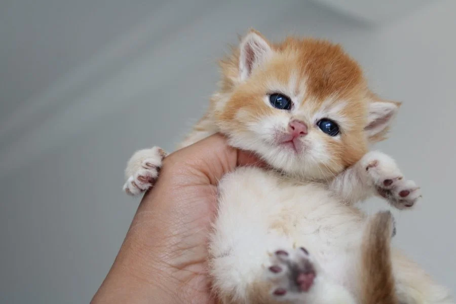 Muhtesem Safkan Golden Shorthair Bebeklerim 2