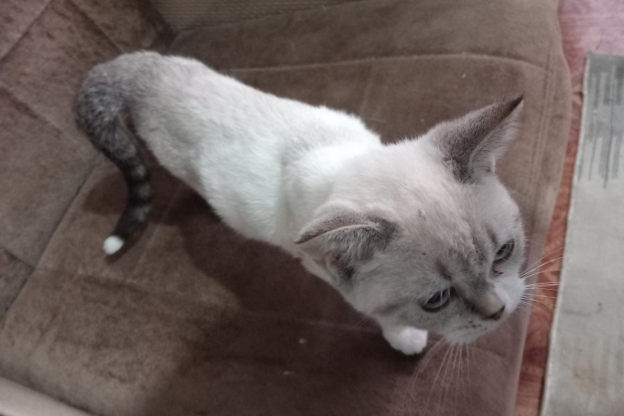 3 aylık yavru eğitimli british shorthair 1