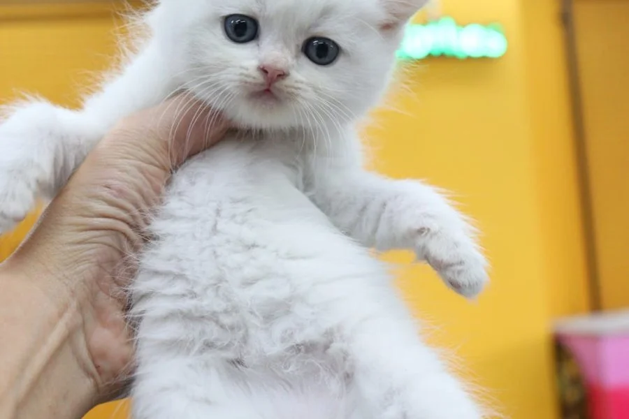 Safkan Blue Golden ve White British Bebeklerim 6