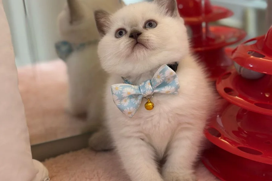 Muhtesem British Shorthair Blue Point ve Silver Kardesler 5