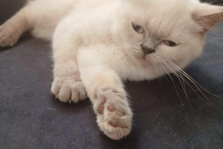 British Shorthair Sahiplendirme 1