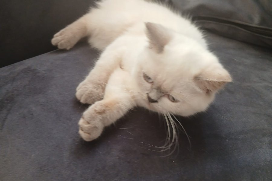 British Shorthair Sahiplendirme 3