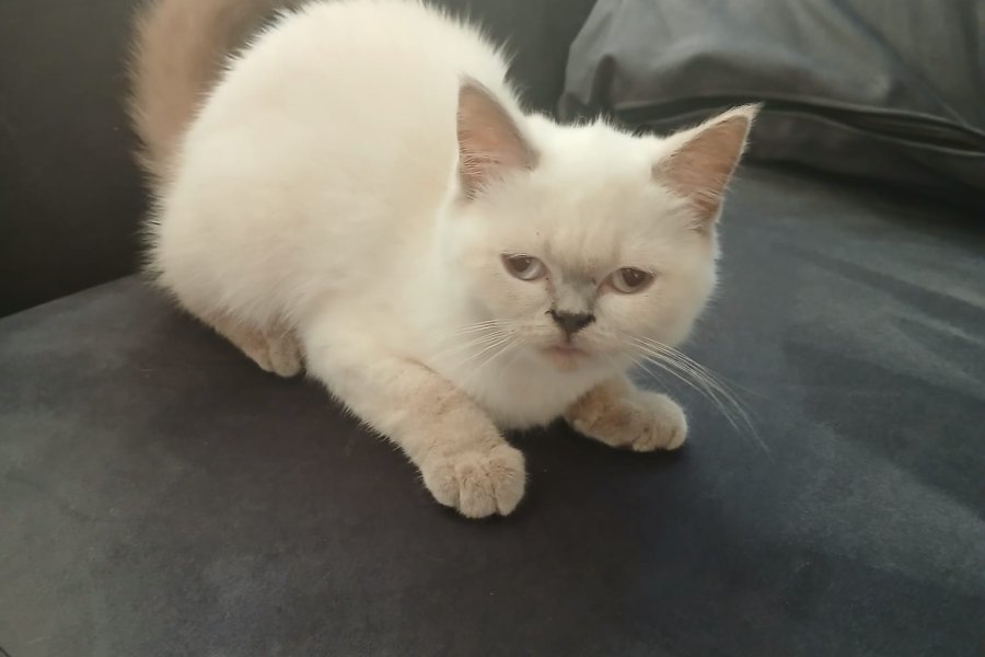 British Shorthair Sahiplendirme 2