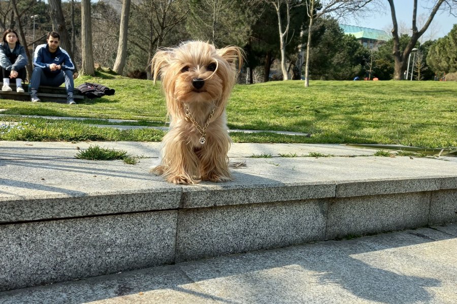 Yorkshire Terrier Asil Gelin Adaylarını Bekliyor! 1