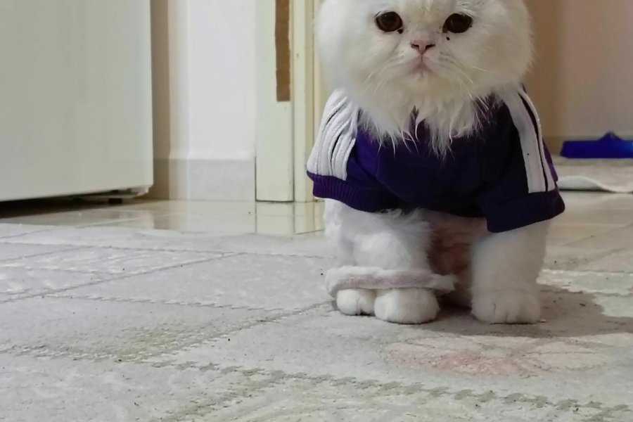 Beyaz British Longhair 1