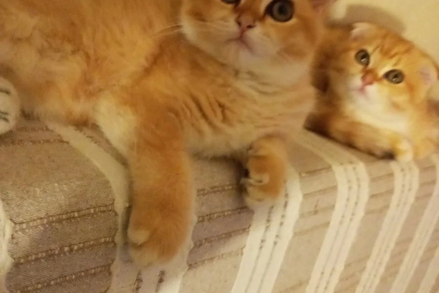 Ny11 Scottish Fold Sahiplendirme 4