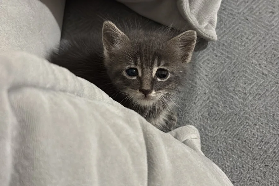 3 haftalık erkek tekir kedi 2
