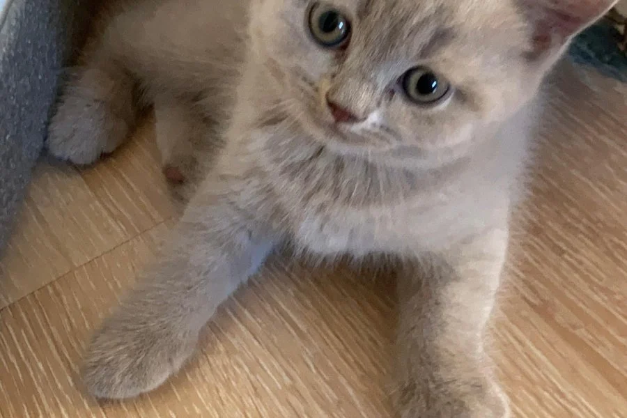British shorthair safkan erkek yavrularımız 3