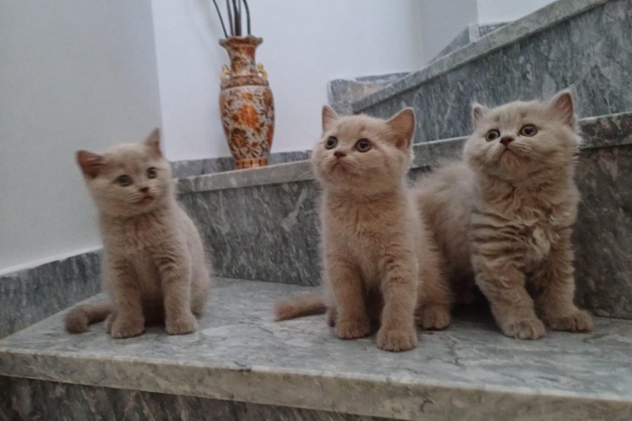 British shorthair safkan erkek yavrularımız 1
