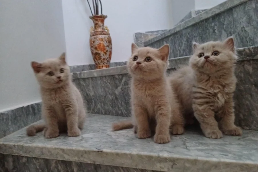 British shorthair safkan erkek yavrularımız 1
