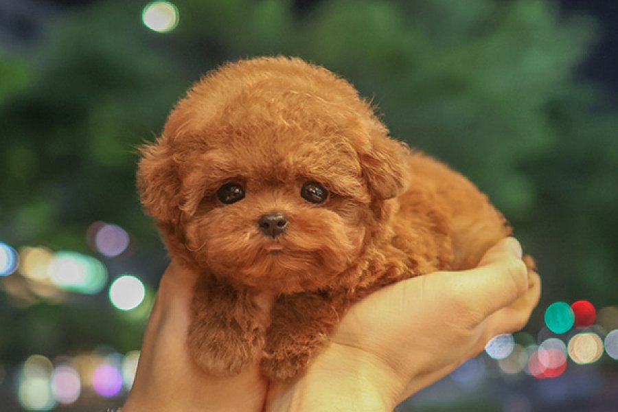 KOREAN TOY POODLE YAVRULARIM 1