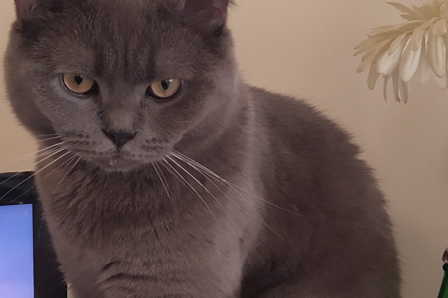 Safkan british shorthair oğluma acil eş 1