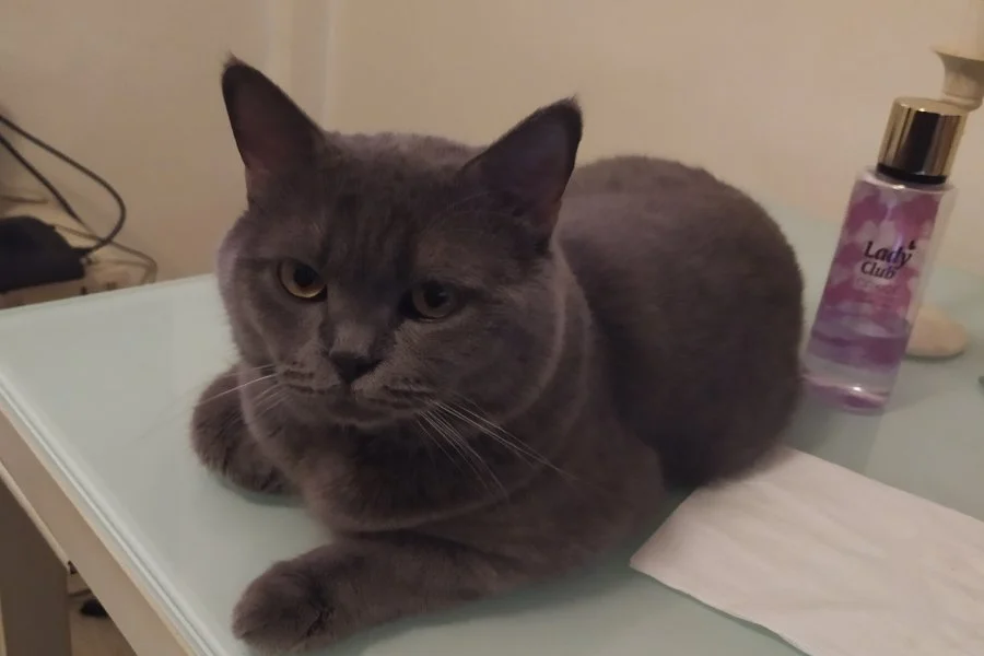 Safkan british shorthair oğluma acil eş 2