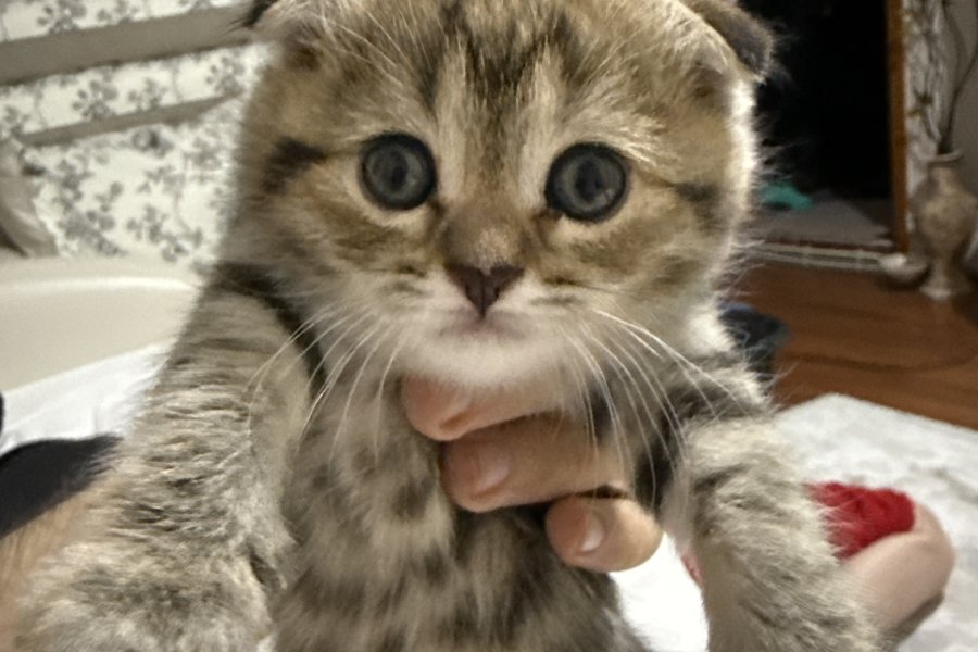 2 Aylık Sevimli Yavru Kedi — Yeni Yuvasını Arıyor ???? 1