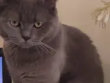 Safkan british shorthair oğluma acil eş