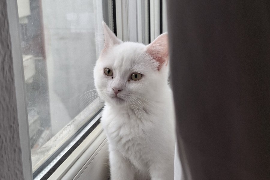 3 aylık yavru malzemeleriyle birlikte verilicektir 4