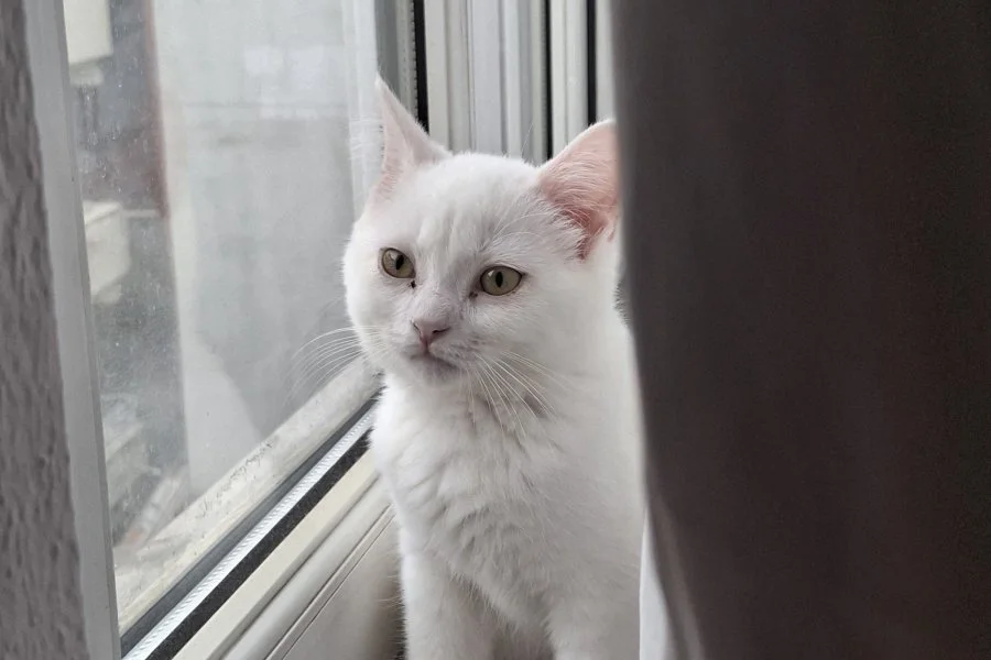 3 aylık yavru malzemeleriyle birlikte verilicektir 4