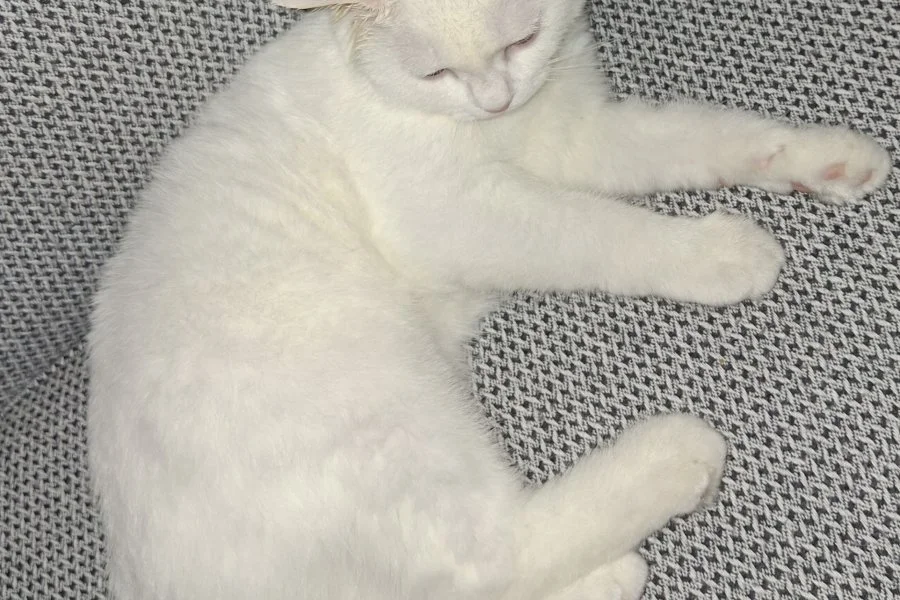 3 aylık yavru malzemeleriyle birlikte verilicektir 3