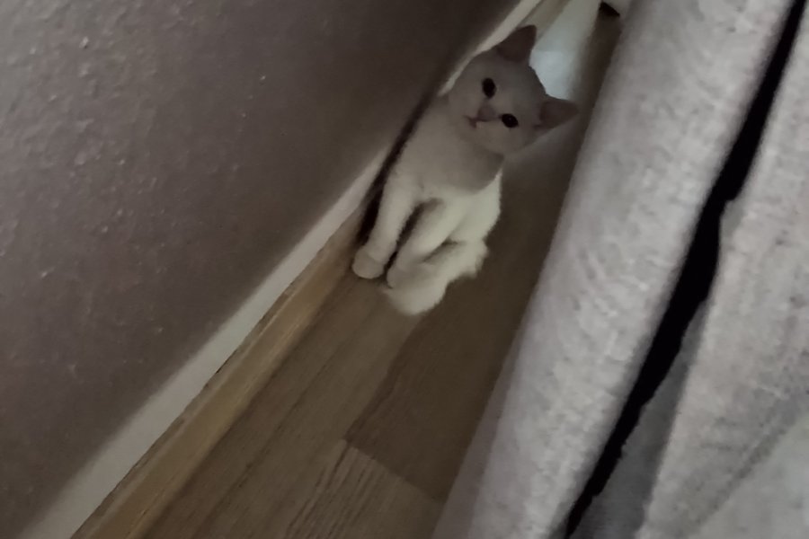 3 aylık yavru malzemeleriyle birlikte verilicektir 1