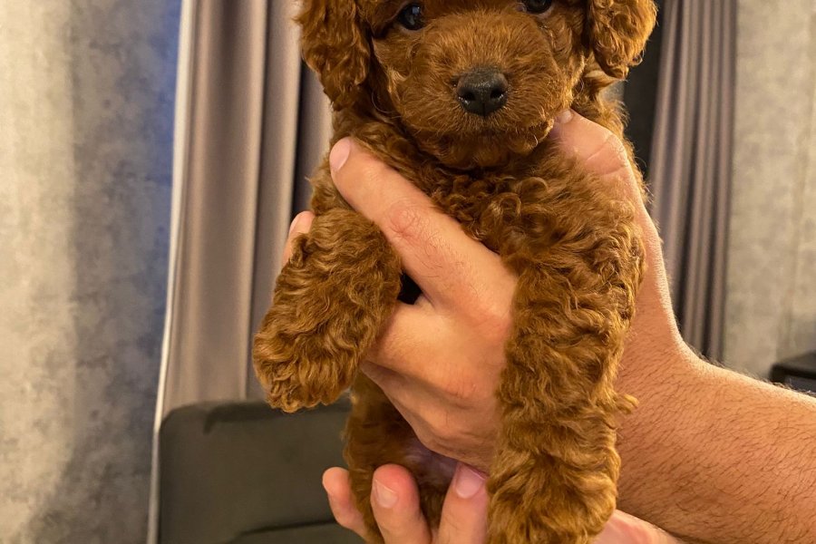 2 Aylık Erkek Toy Poodle Yavrusu 1