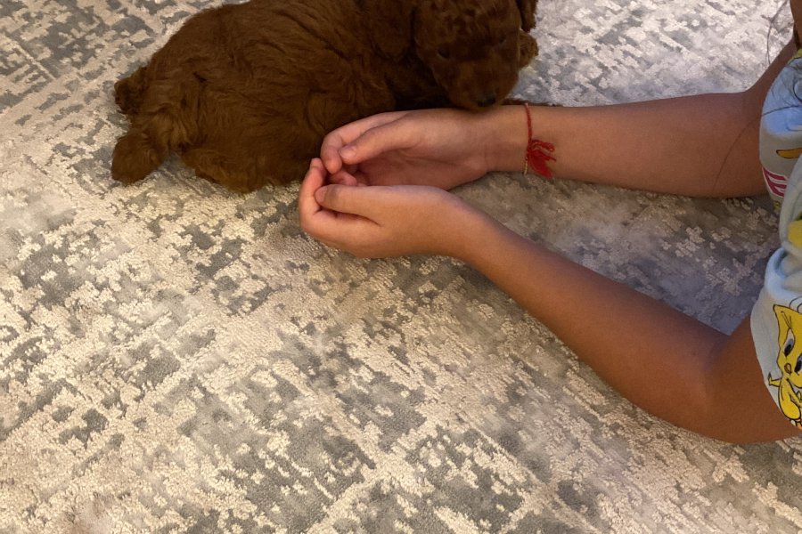 2 Aylık Erkek Toy Poodle Yavrusu 3