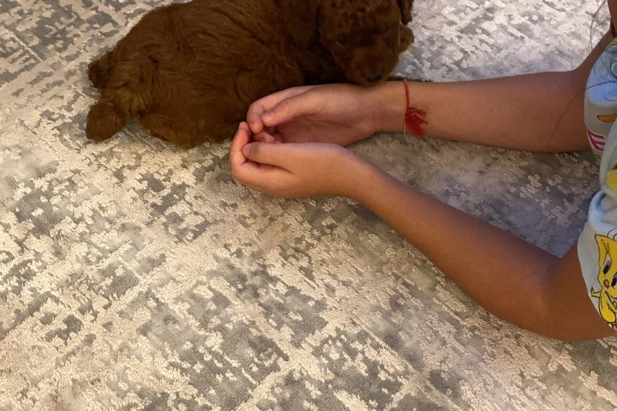 2 Aylık Erkek Toy Poodle Yavrusu 3