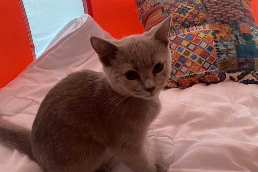 British shorthair kızımıza ücretsiz yuva 3