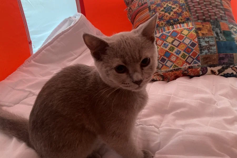 British shorthair kızımıza ücretsiz yuva 3