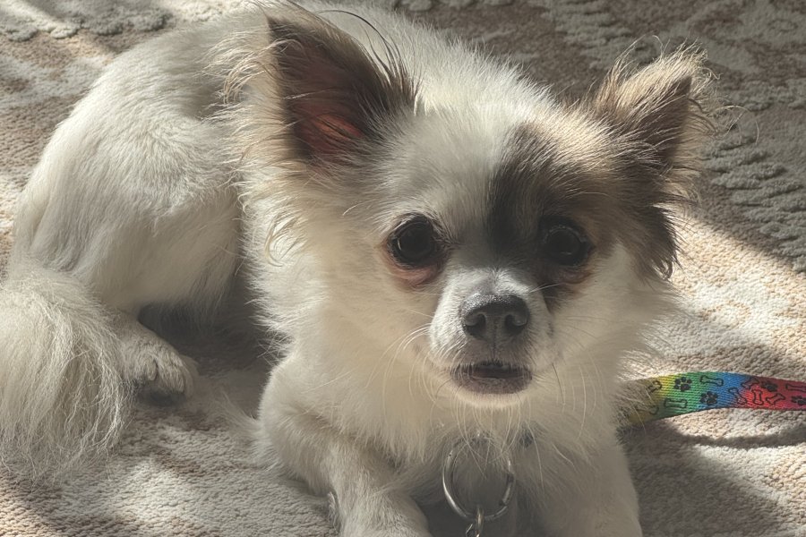 Küçük Cins Köpek Sahiplendirme 2