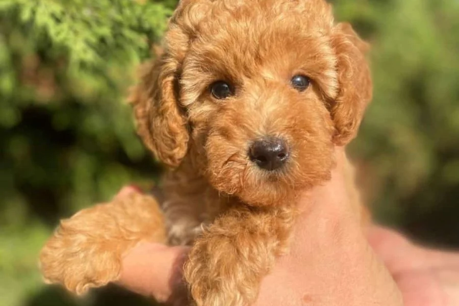 İki Sevimli Mini Poodle Yavrumuza Yuva Arıyoruz 6