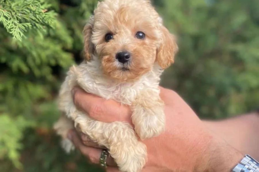 İki Sevimli Mini Poodle Yavrumuza Yuva Arıyoruz 5