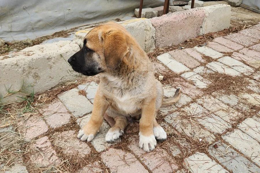 Tosun paşaya yuva arıyoruz 1