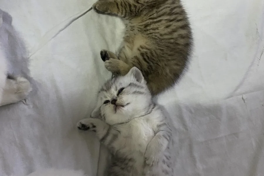 British Yavrularımızı Sahiplendirmek İstiyoruz 4