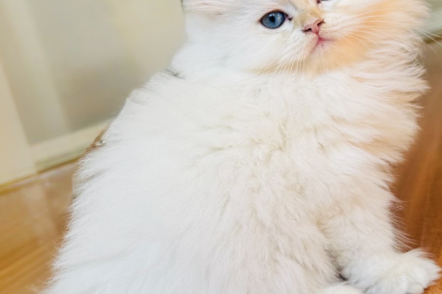 Safkan British longhair kedi 1