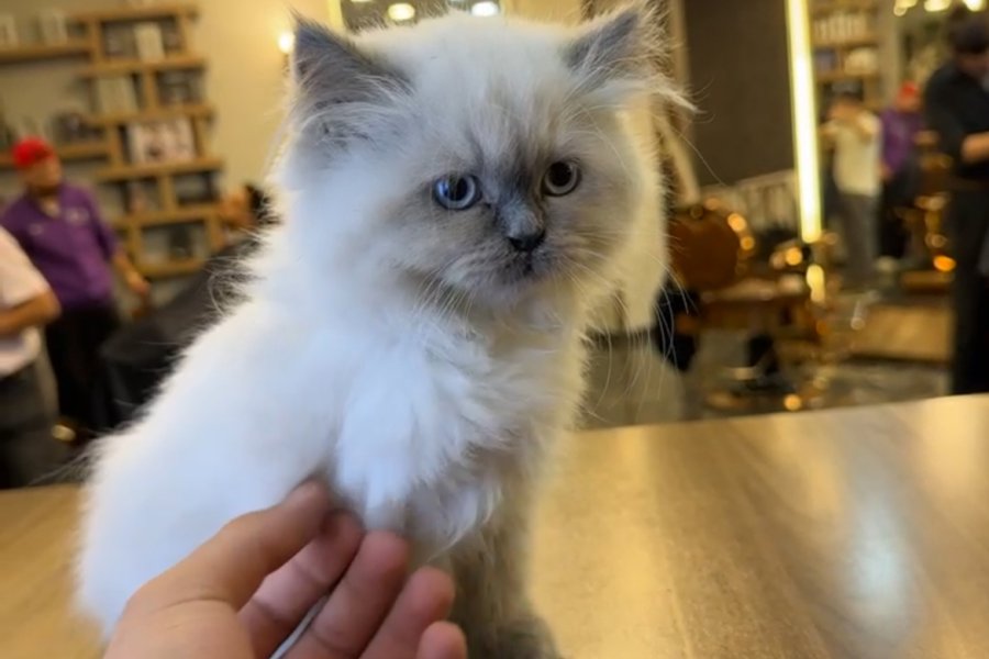 Sevimli British Longhair Yavrumuza Yuva Arıyoruz 1