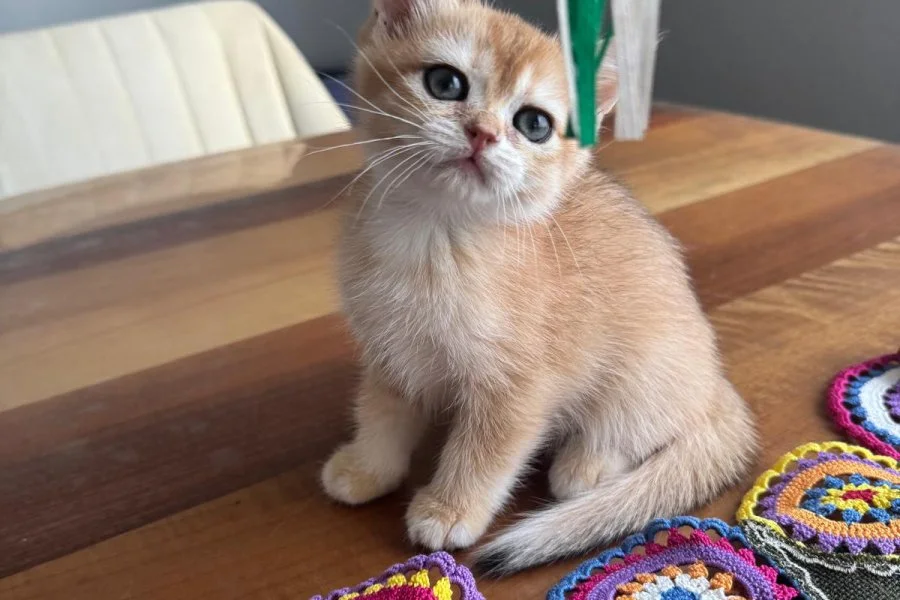 Tatlı Kedileri Sahiplendiriyoruz. 7